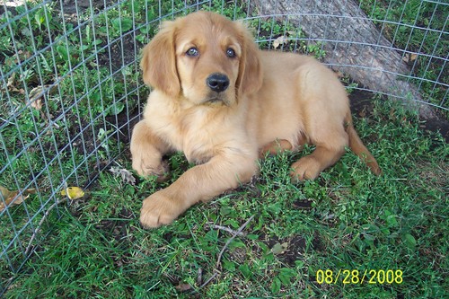4 month golden retriever weight golden retriever size 4 months dogs in our photo 4 month golden retriever weight golden retriever size 4 months dogs in our photo