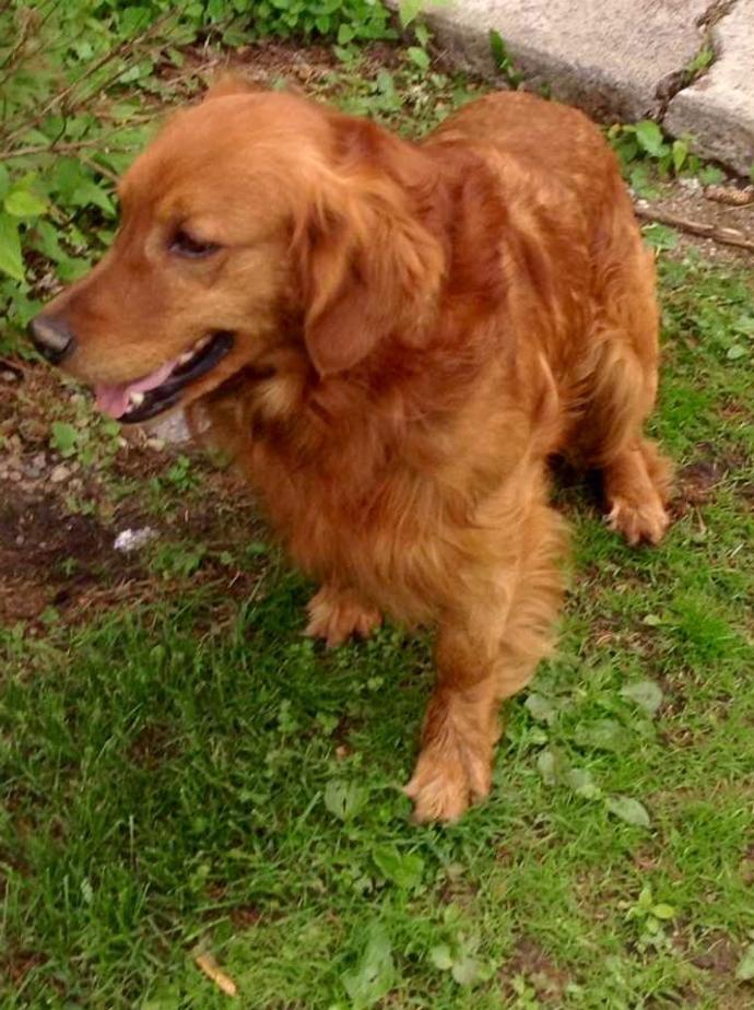 island puppies island farm goldens island farm dogs photo gallery island puppies island farm goldens island farm dogs photo gallery