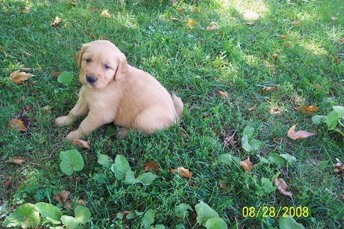 1 month golden retriever island farm goldens island farm dogs photo 77 1 month golden retriever island farm goldens island farm dogs photo 77