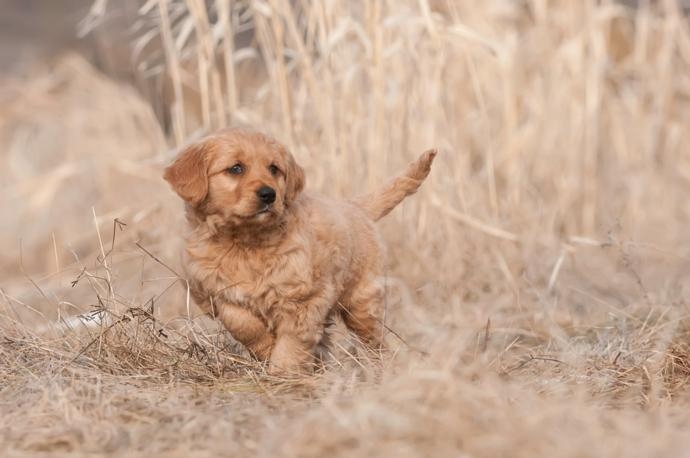 Why Choose a Golden Retriever? Why Choose a Golden Retriever?